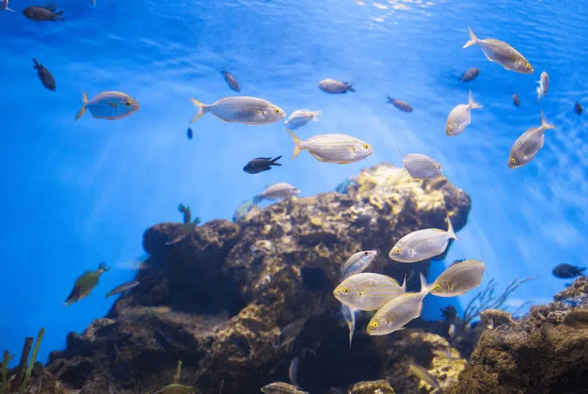 calas para hacer snorkel en alicante